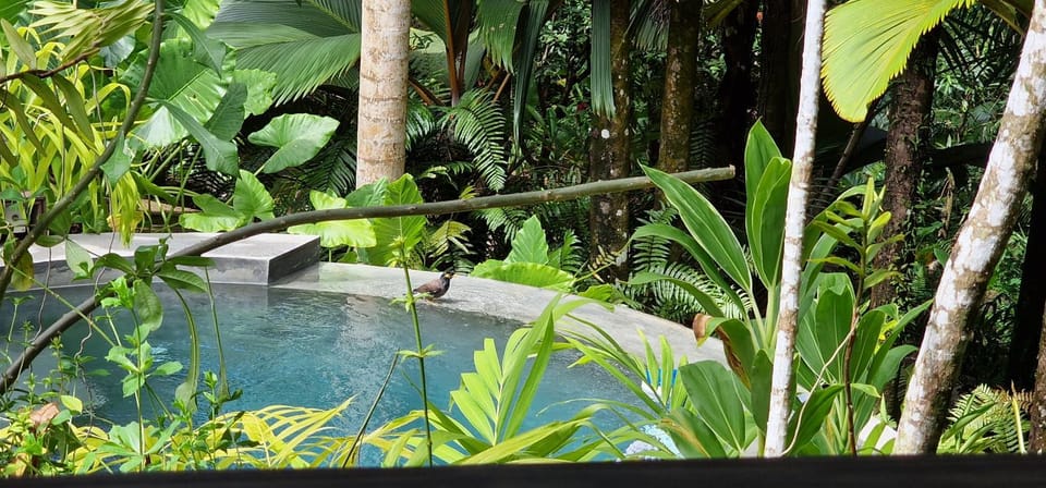 Natural landscape, Garden view, Swimming pool