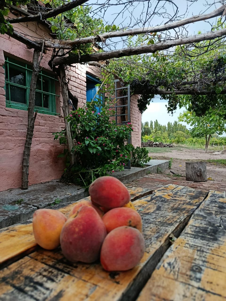 Garden view