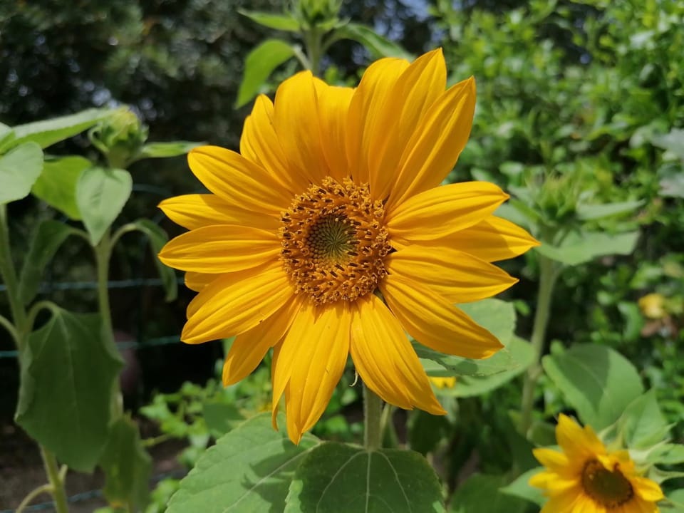 Garden