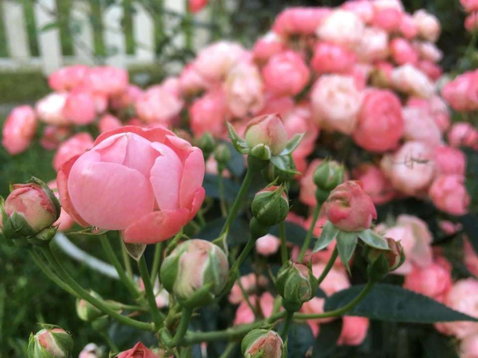 Spring
