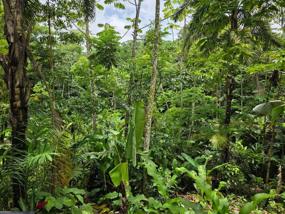 Eden Natural Lodge, La Fortuna Apartment in Alajuela Province