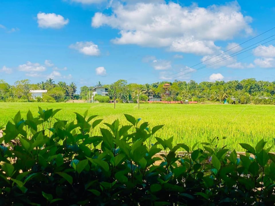 Natural landscape, Garden view