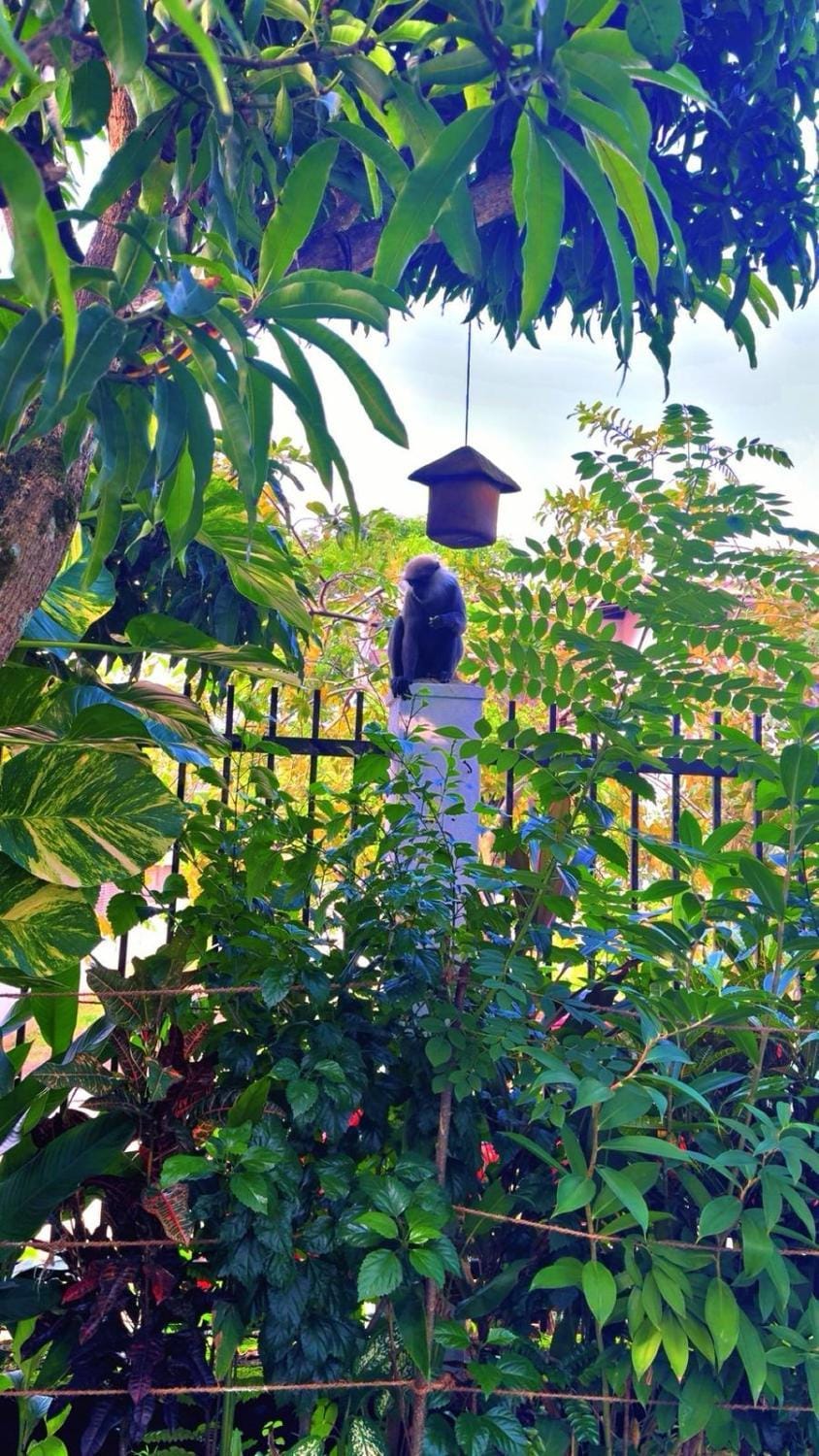COLOMBO Eco Lodge, Wellness & Yoga retreat Bed and Breakfast in Western Province