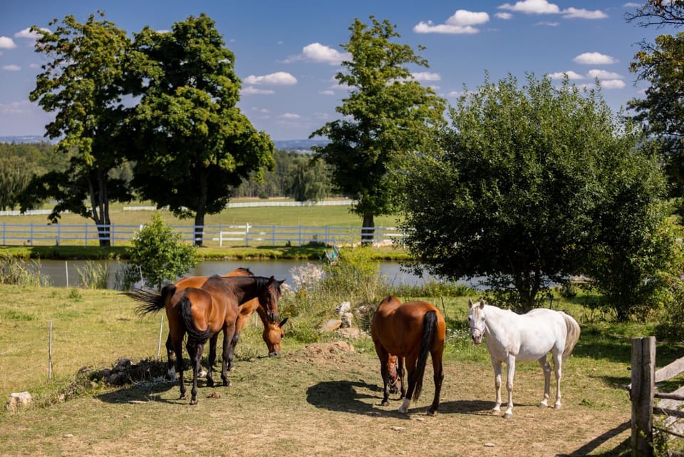 Animals