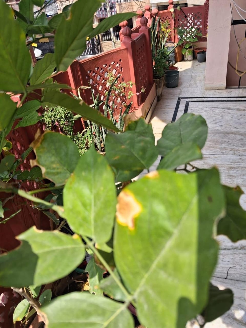 Jaipur Gypsy-Foodie paradise near Birla Mandir Apartment in Jaipur