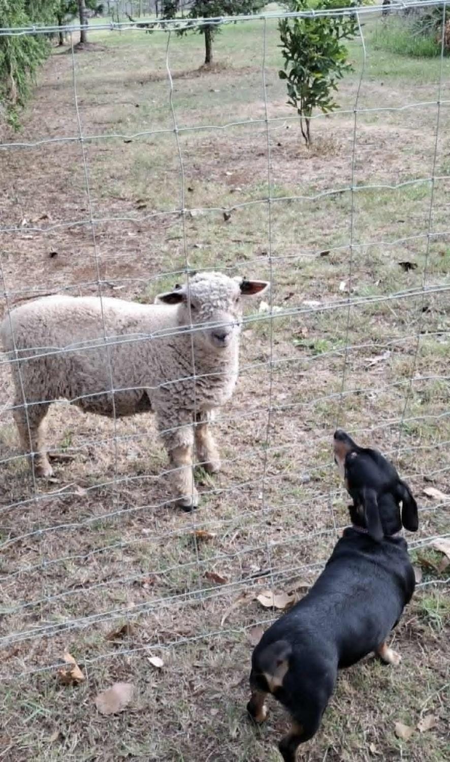 Animals, Pets