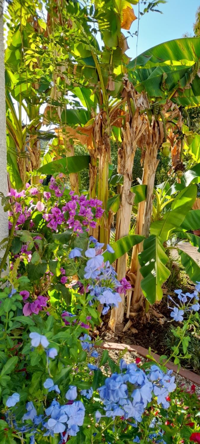 Garden, Garden, Garden view, Garden view