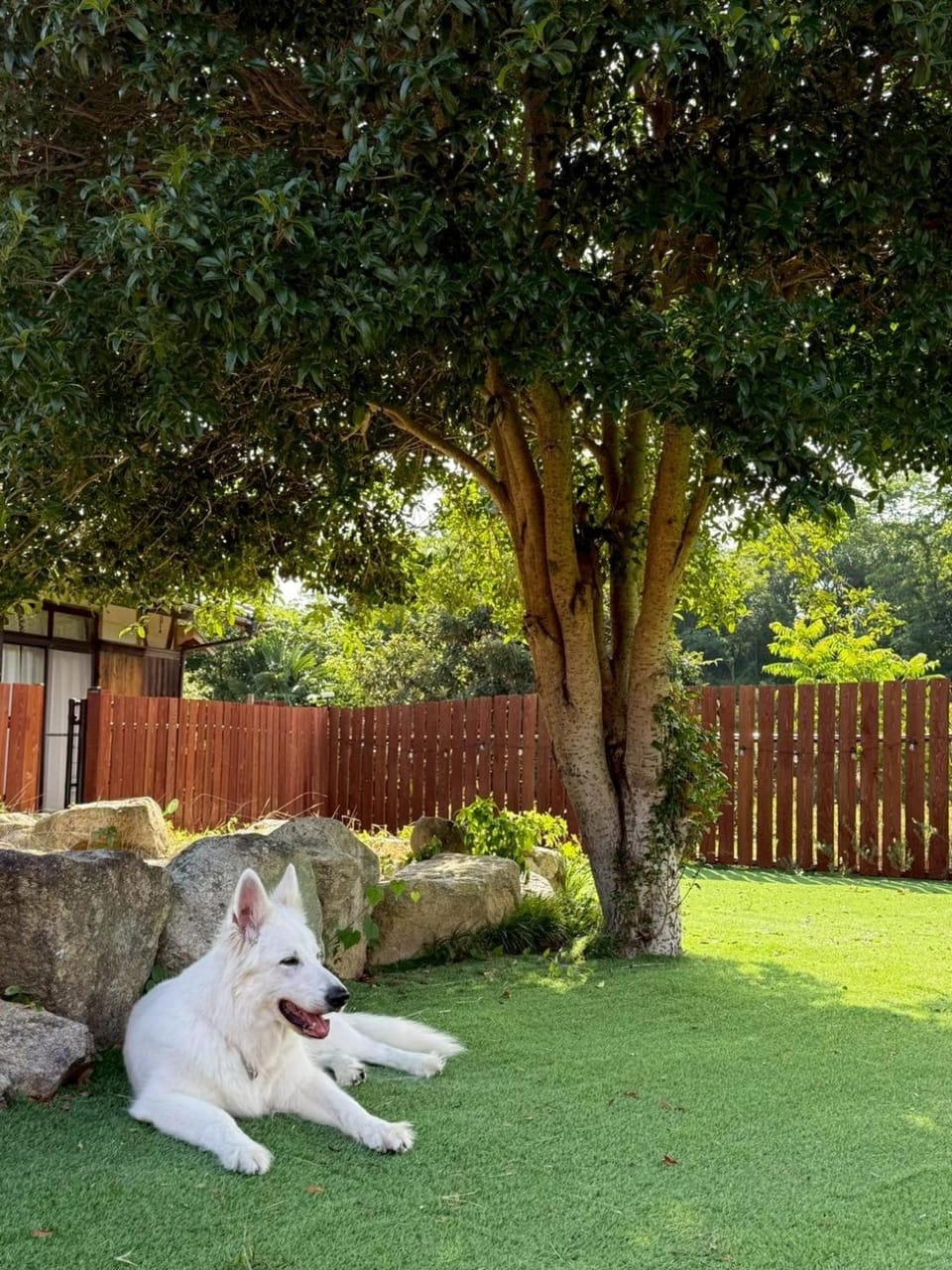 Day, Garden, Pets, Garden view