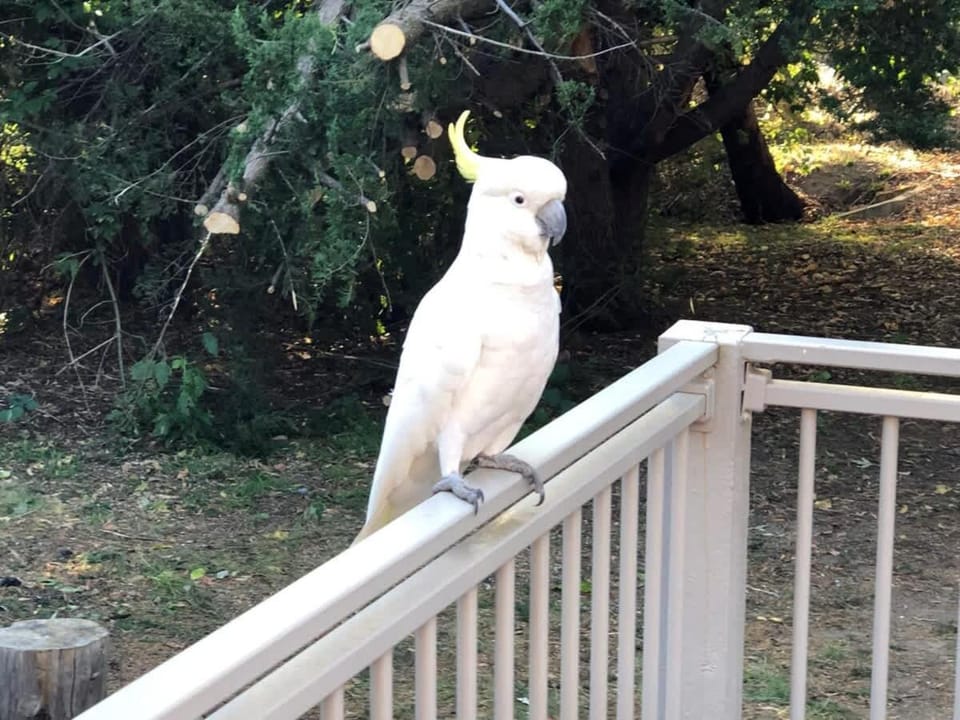 Patio, Nearby landmark, Animals, Location