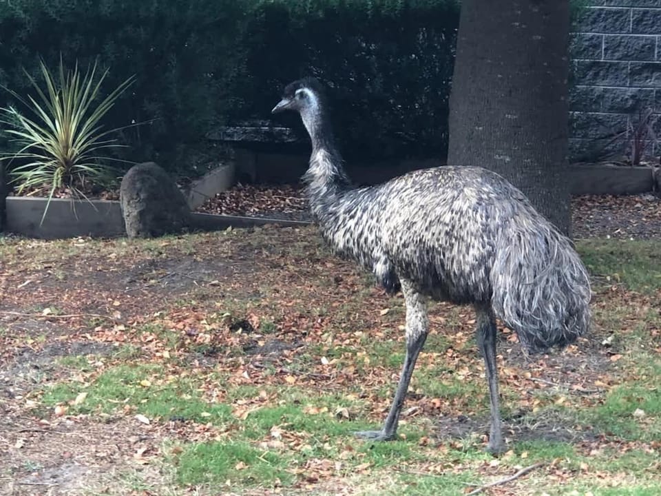 Garden, Animals