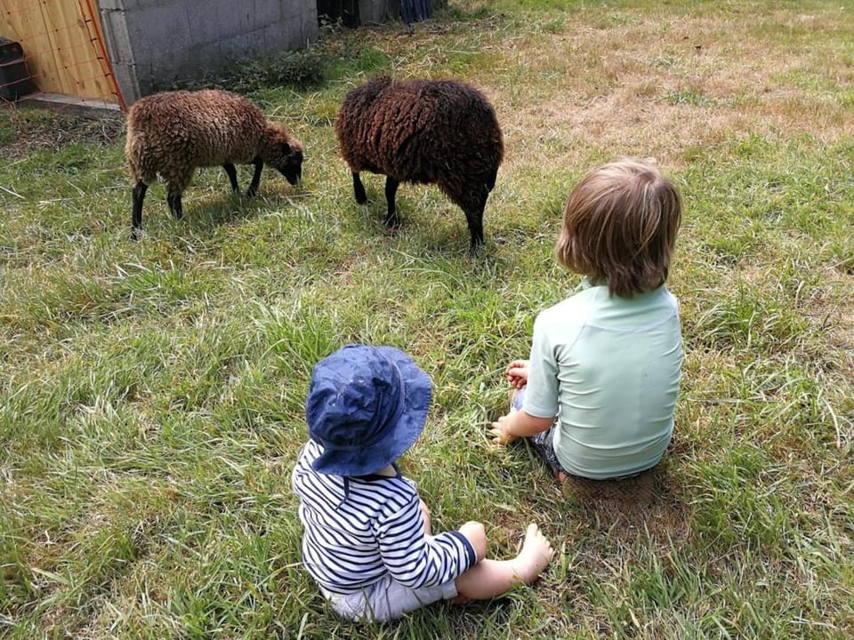 Animals