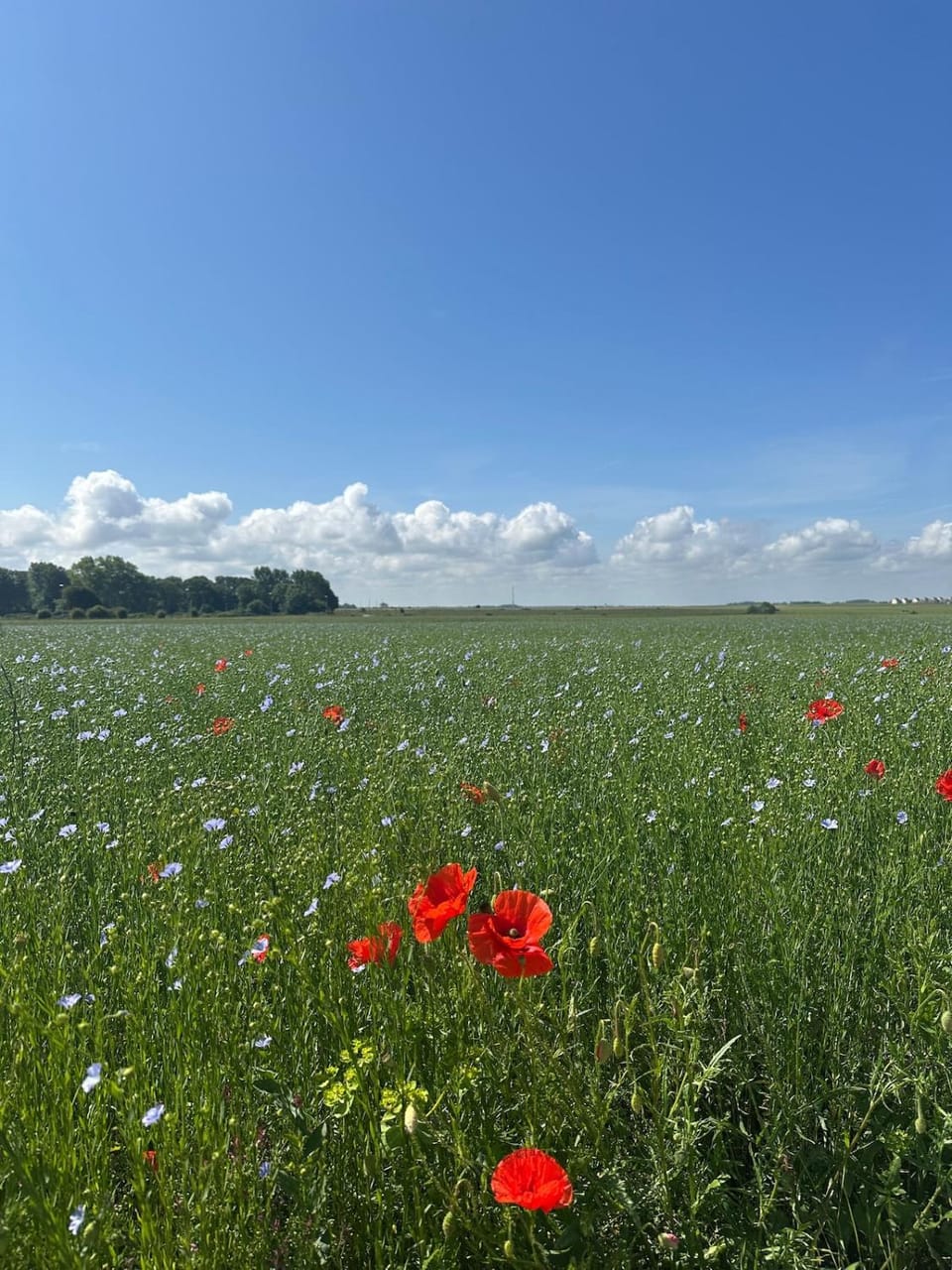 Natural landscape