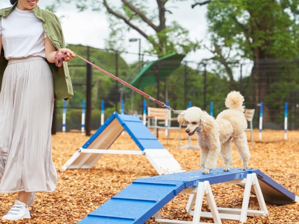 Pets, Area and facilities