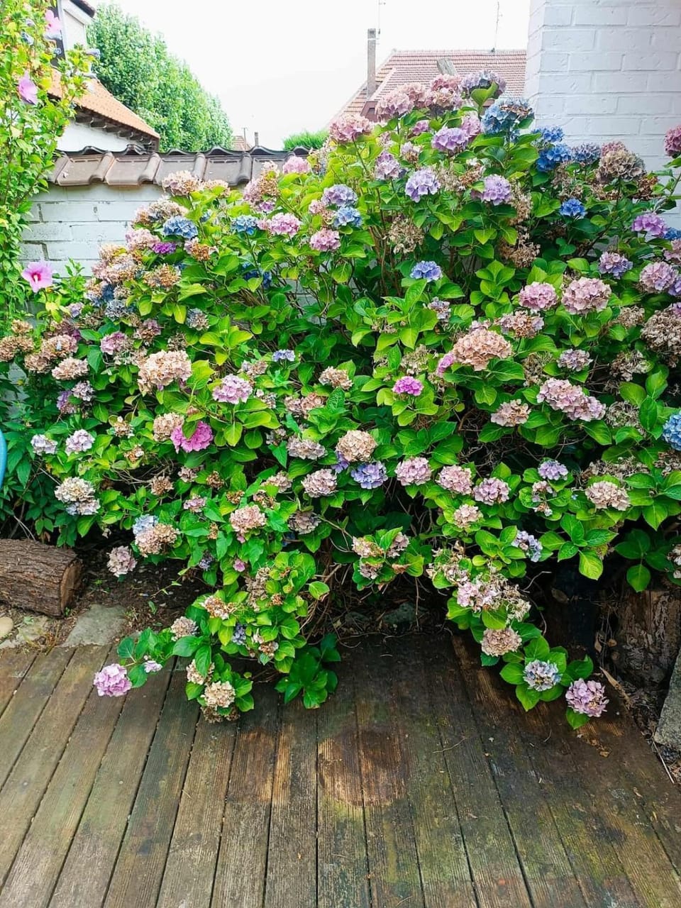 Spring, Garden