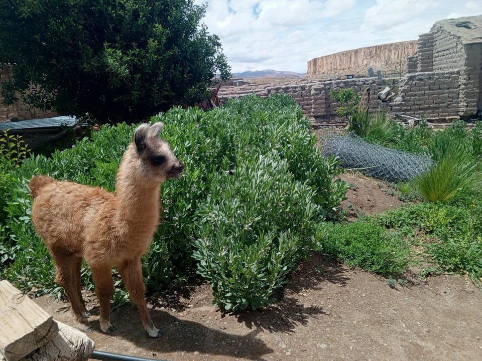 Don QUITERIO Bed and Breakfast in Jujuy Province, Argentina