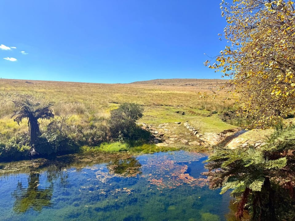 Treeferns Trout Lodge Nature lodge in South Africa