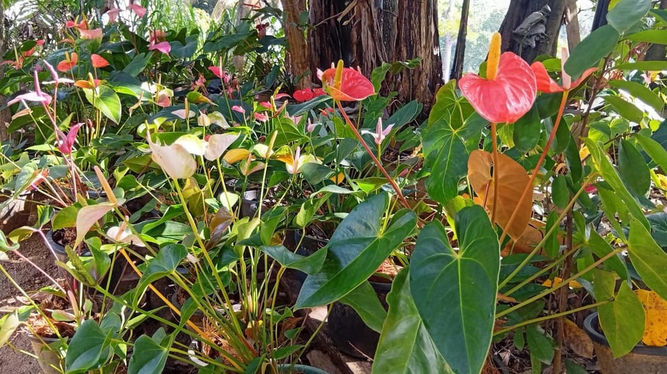 Garden, Garden view