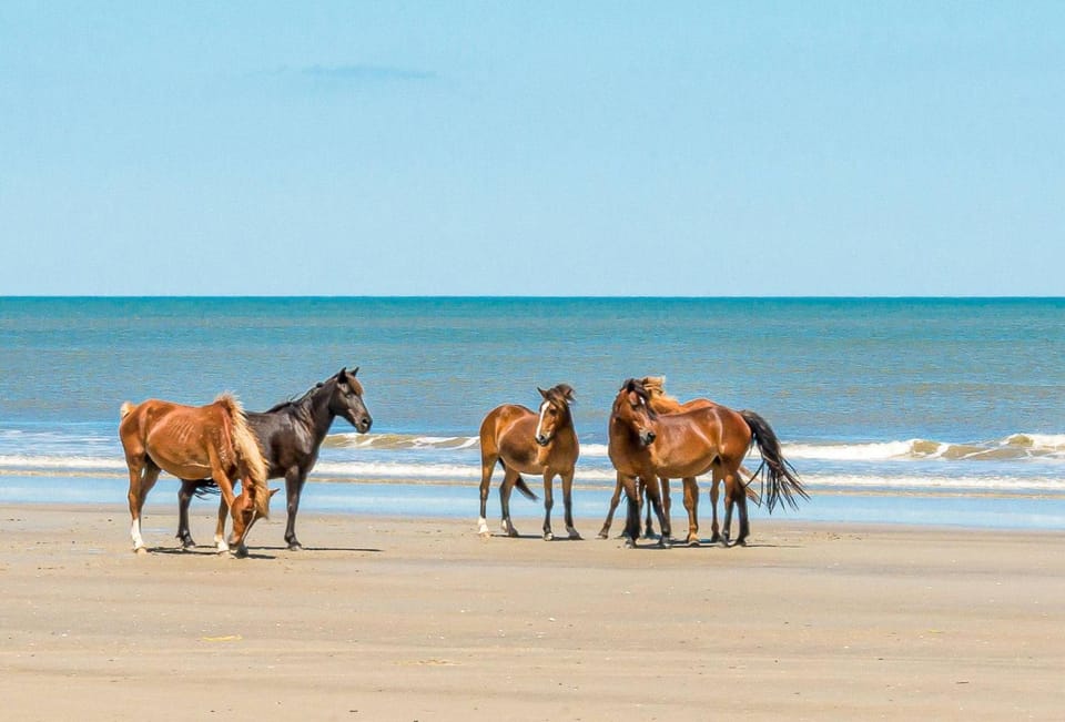 Paradise Again - 4x4 Carova Beach, Great Ocean Views, Pool, Hot Tub, Pets OK, Flex Stays, Events House in Carova Beach