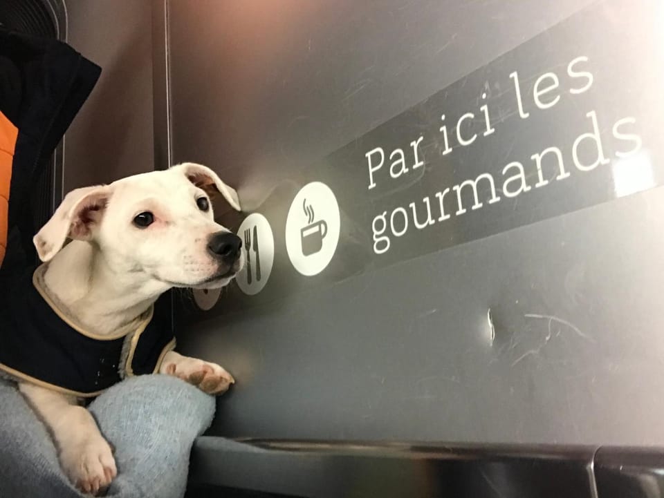 Pets, pet friendly