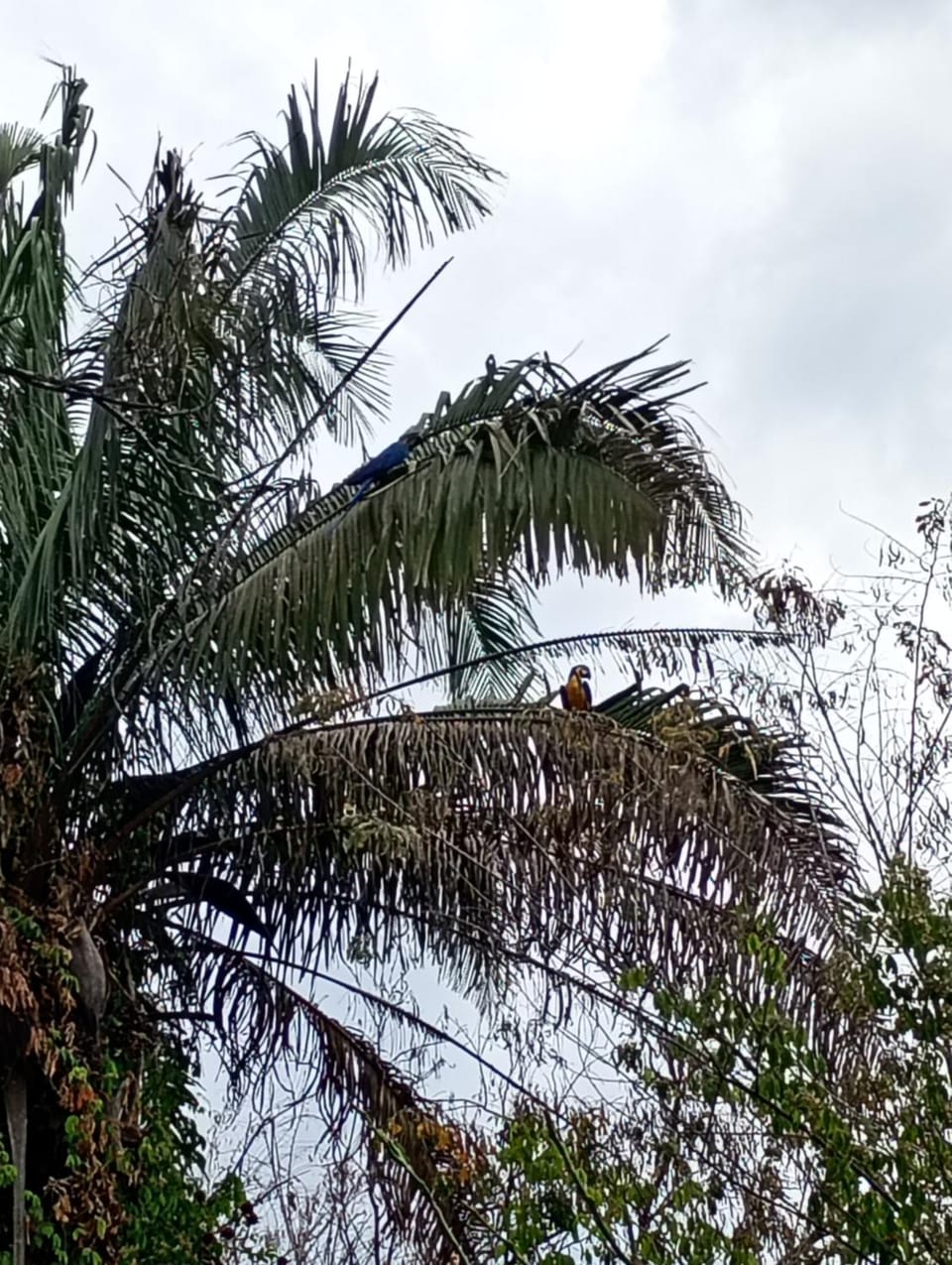 O vilarejo chalés Nature lodge in State of Goiás