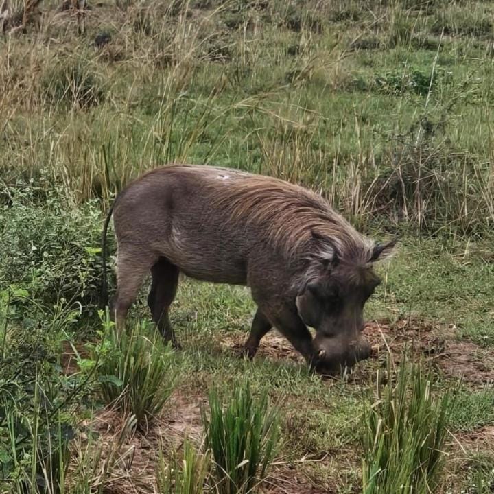 JB heartfelt tours and travels Campground/ 
RV Resort in Uganda