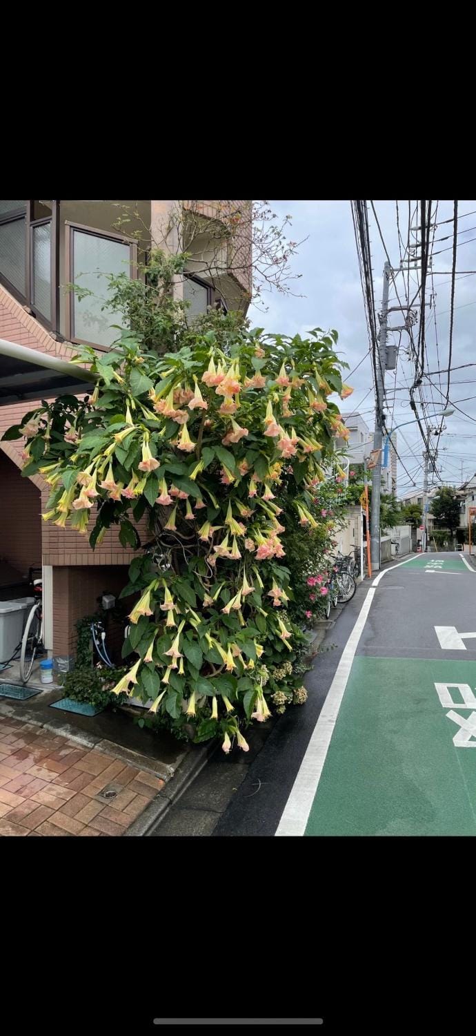 桜の屋25平方大床房Sakura House 25 square meter king size bed room Apartment hotel in Shinjuku