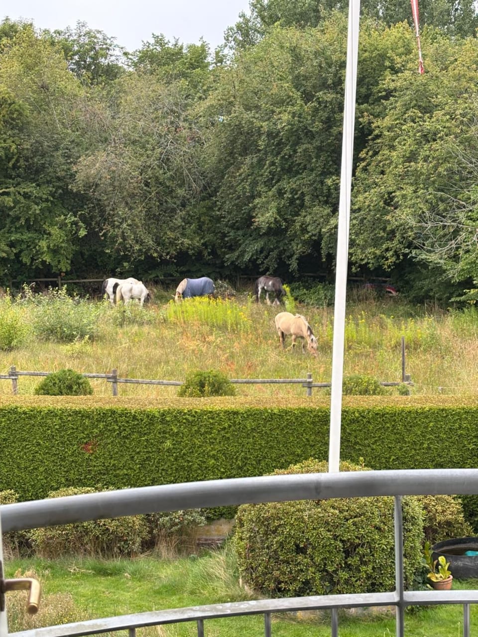 Animals