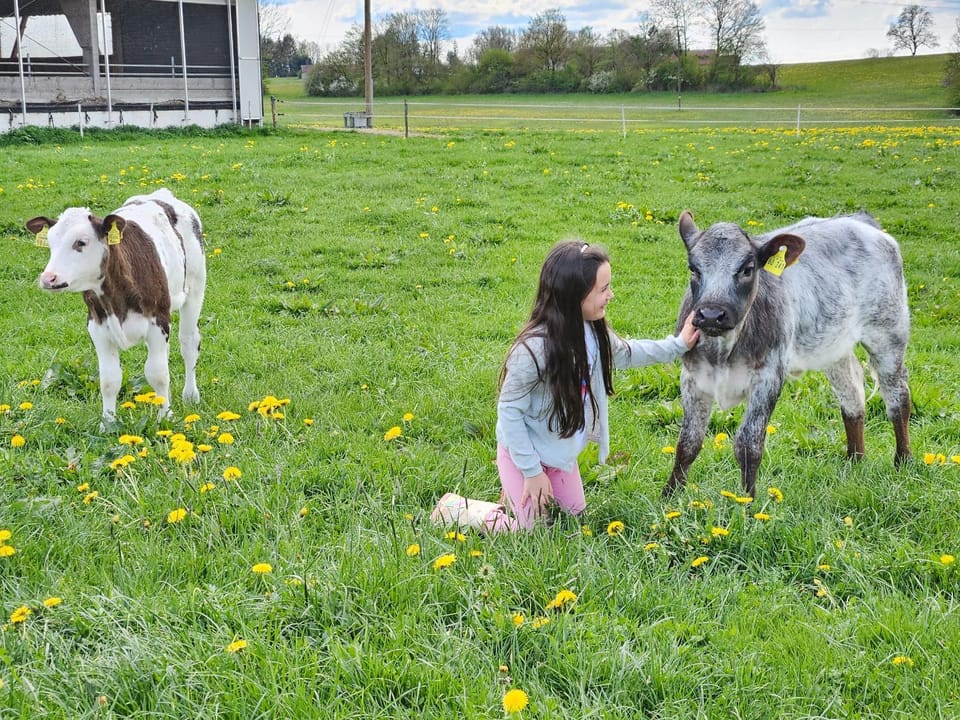 Spring, Day, Natural landscape, Animals