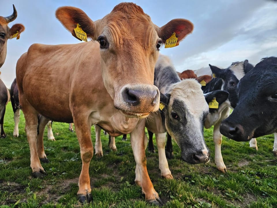 Day, Animals