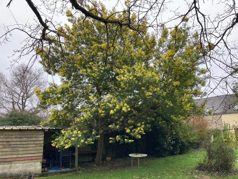 Winter, Garden, Garden view