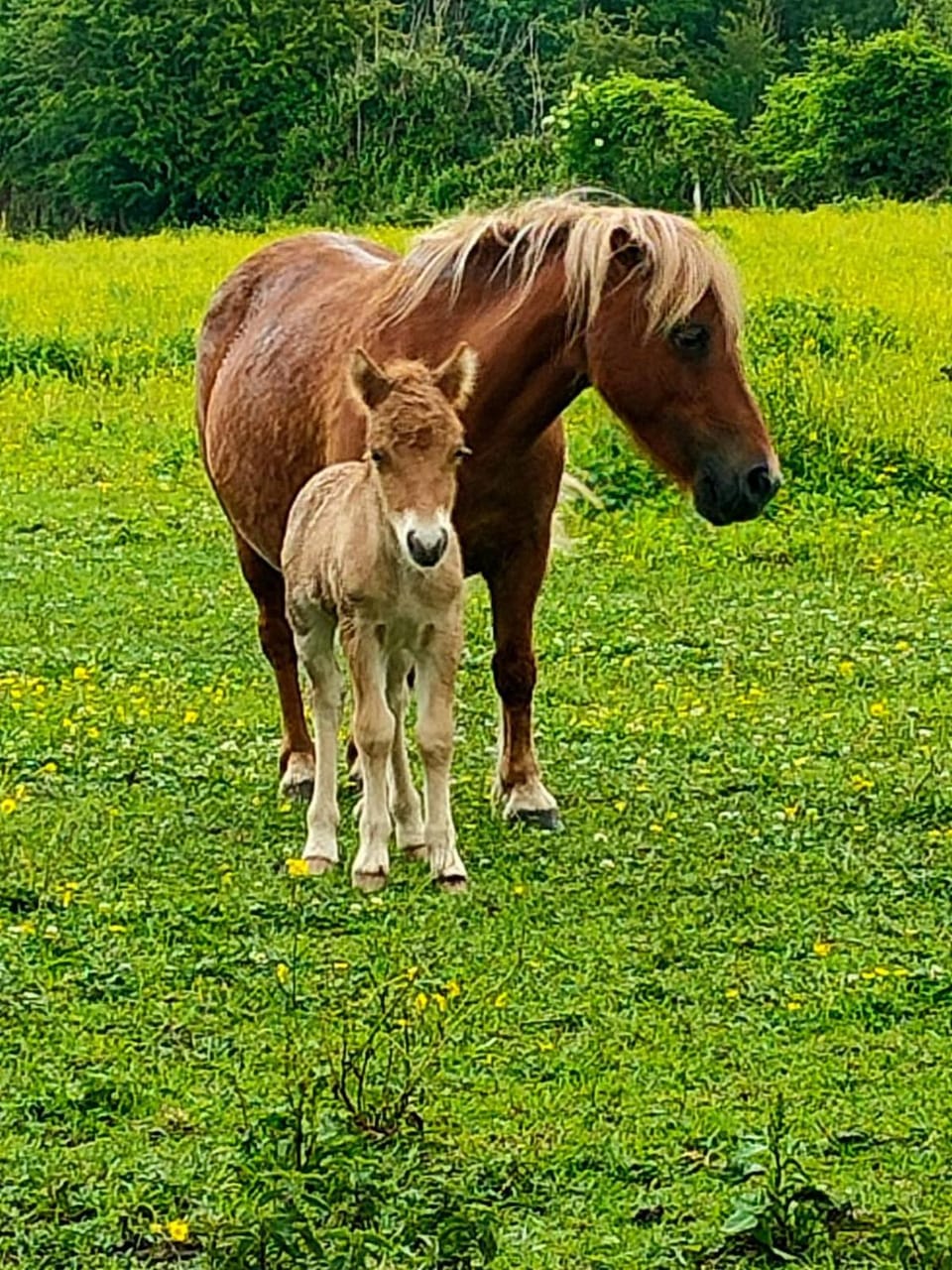 Day, Animals