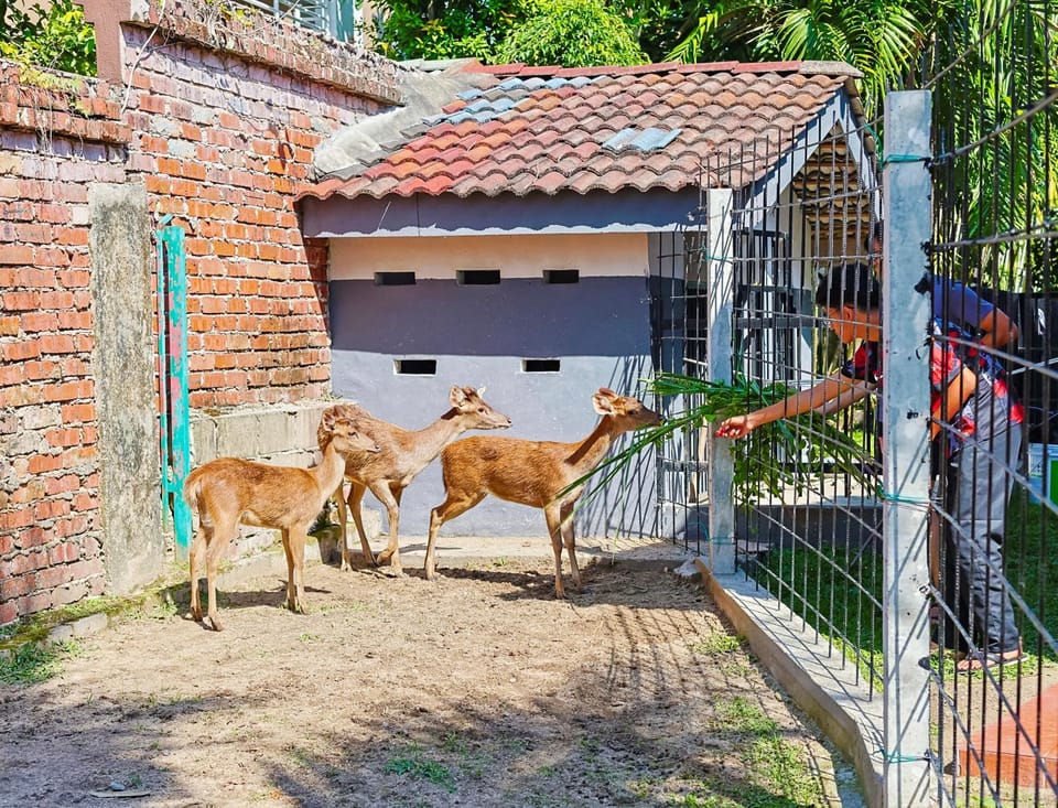 Day, Animals, Pets