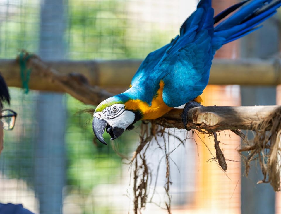 Day, Animals, Pets