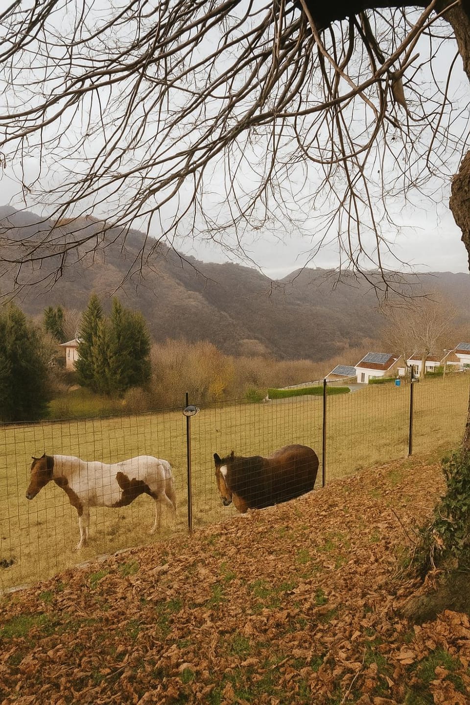 Natural landscape, Animals, Mountain view