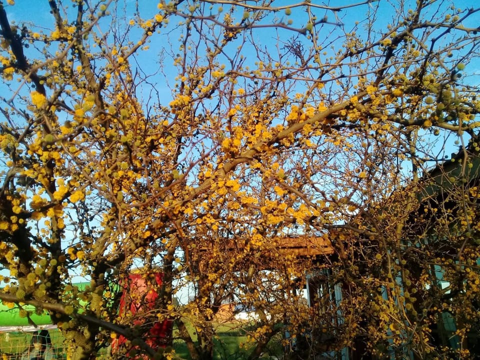 Spring, Garden, Garden view
