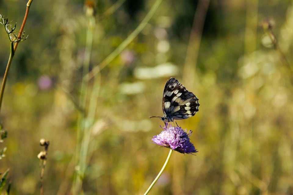 Wild Orchard Farm Campground/ 
RV Resort in Basilicata