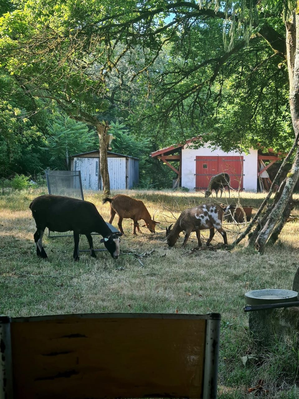 Day, Garden, Animals, Pets