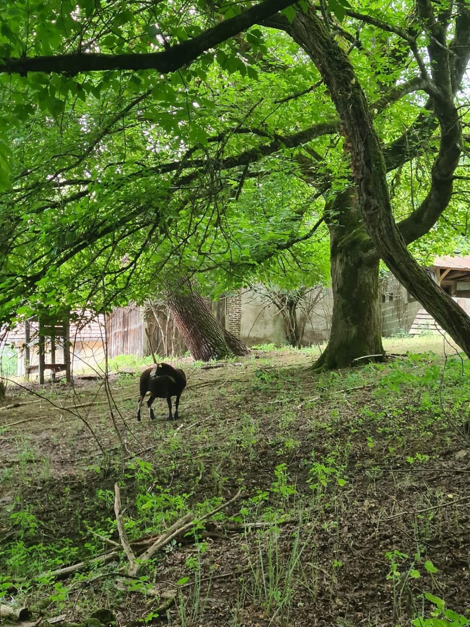 Natural landscape, Garden, Pets