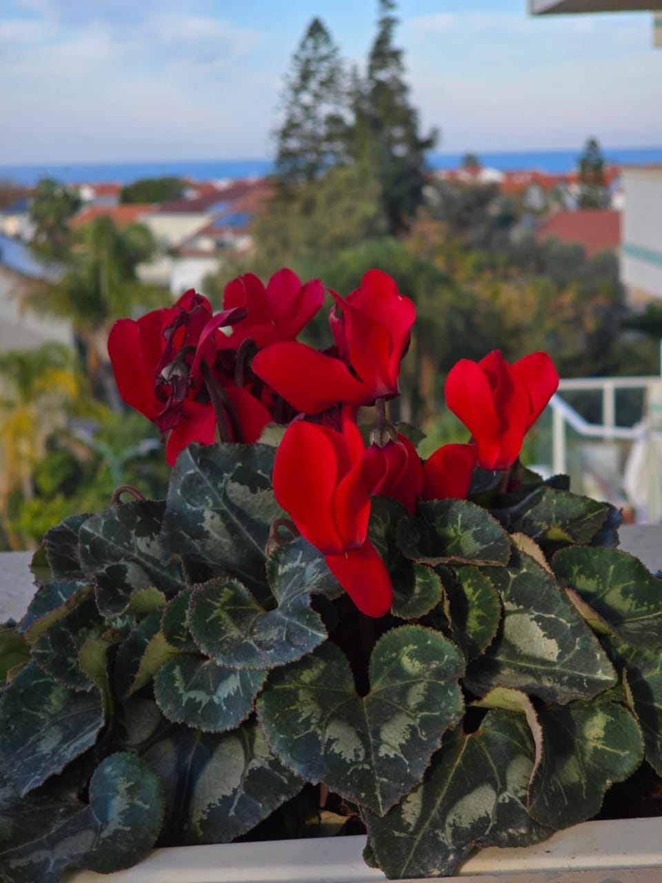 Best In Ramat Poleg Apartment in Netanya