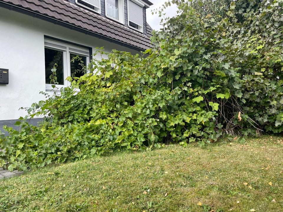 Property building, Garden, Garden view