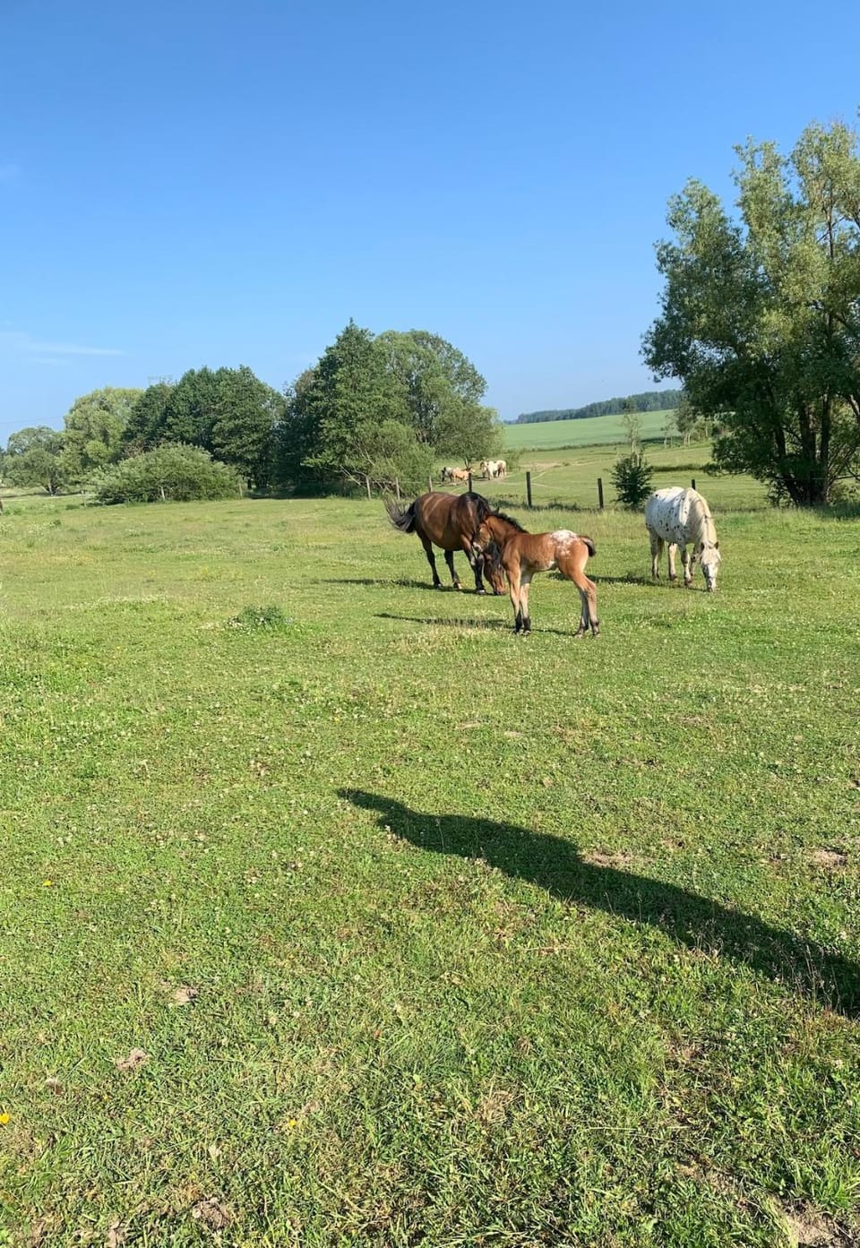 Animals