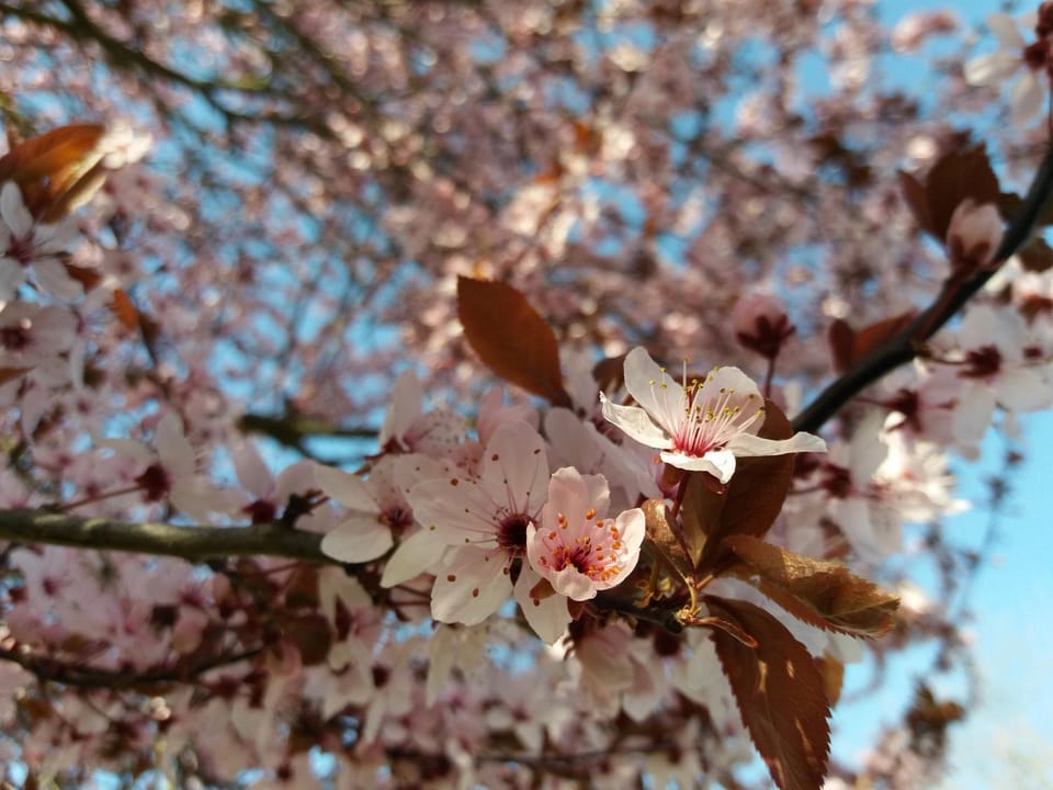 Spring