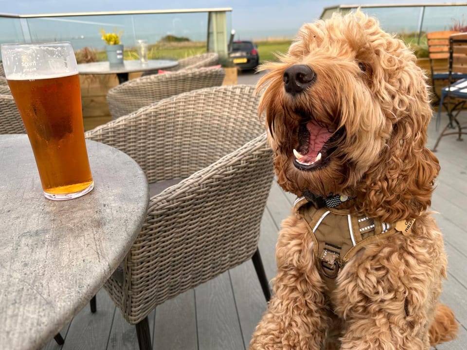 Food and drinks, Pets, Drinks