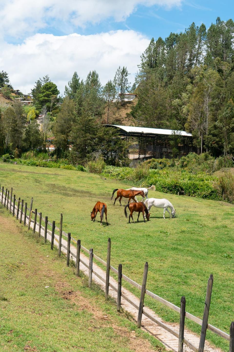 Day, Natural landscape, Animals