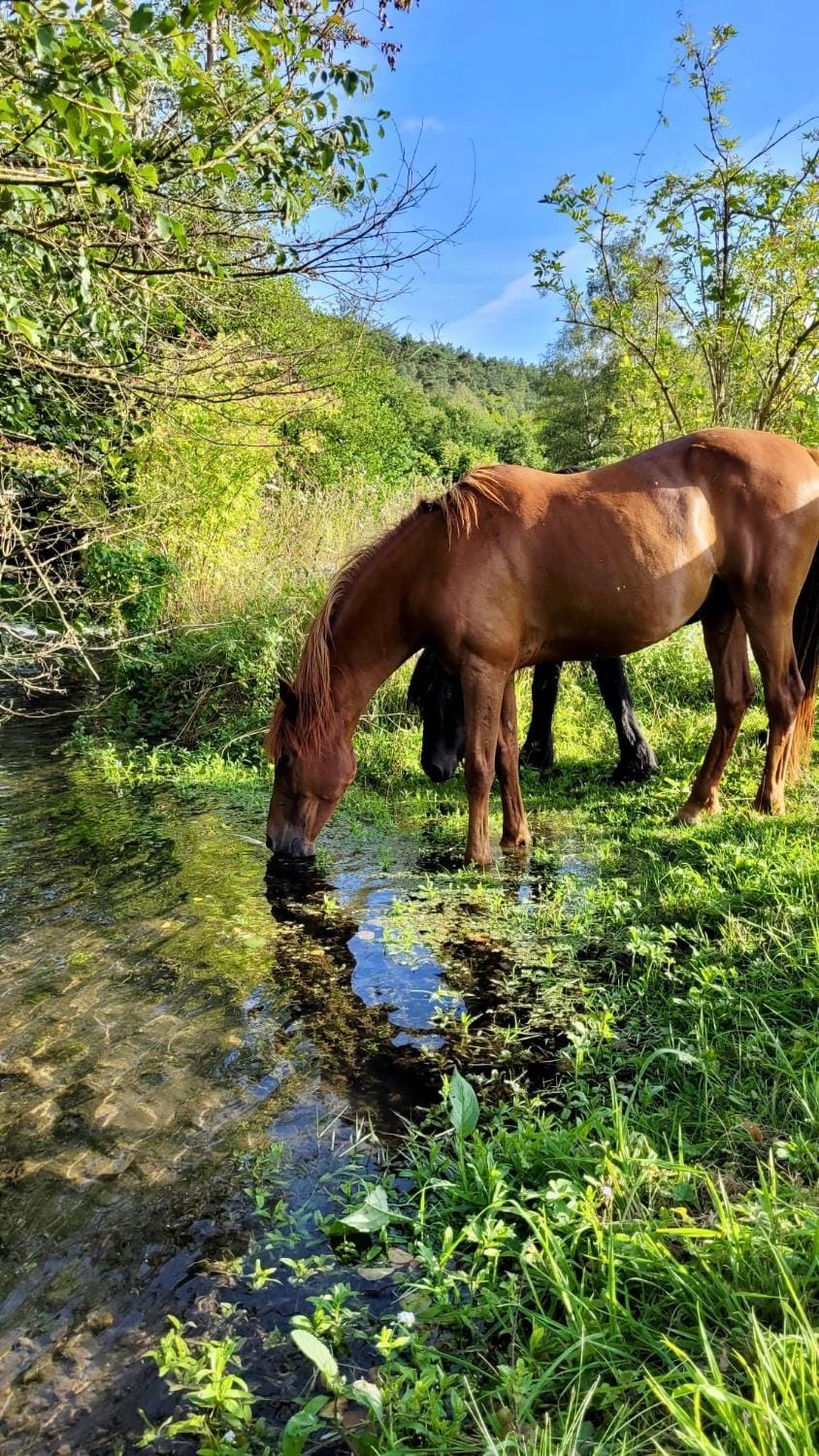 Natural landscape, Animals