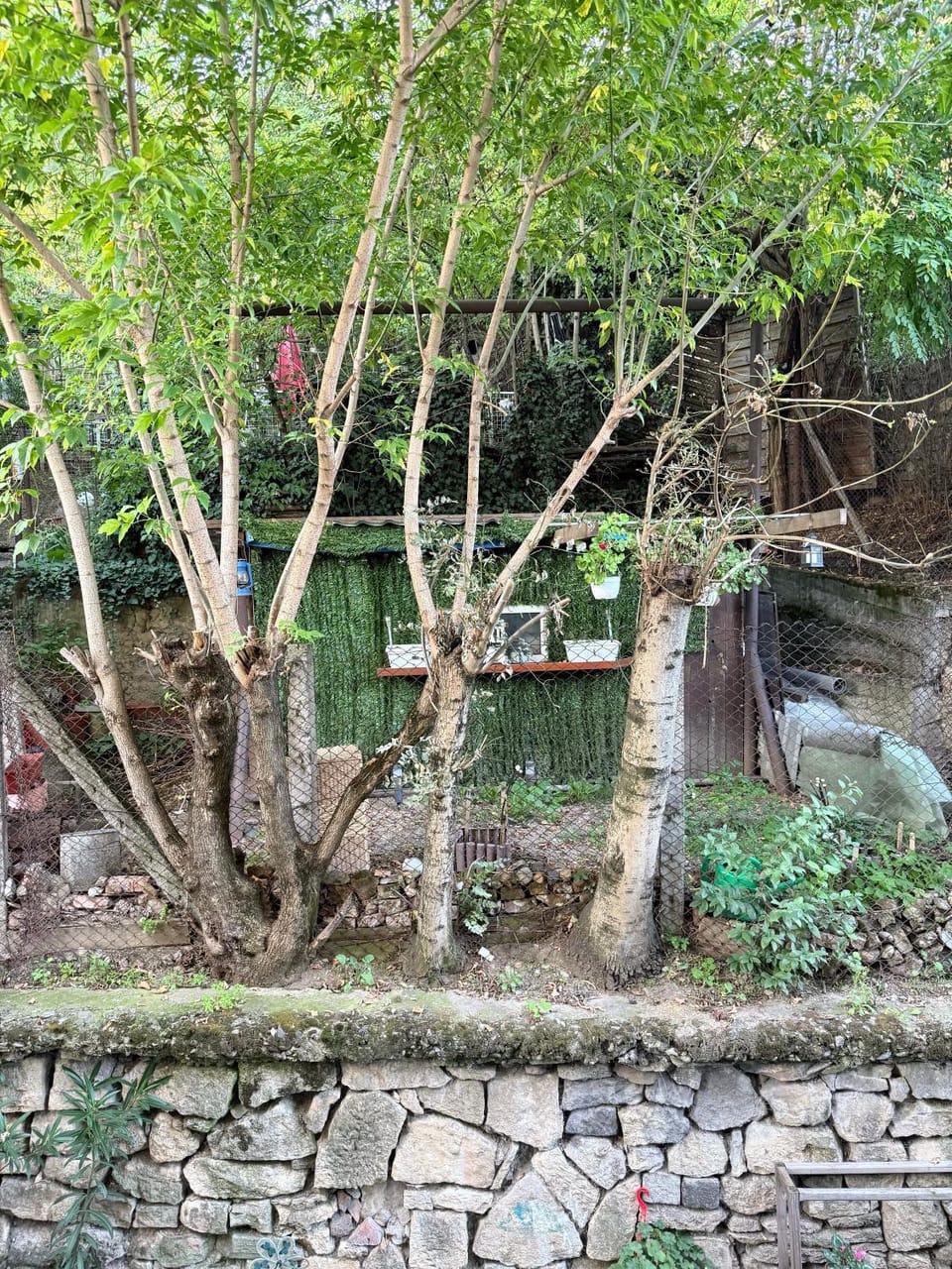 Garden, Garden view, Garden view