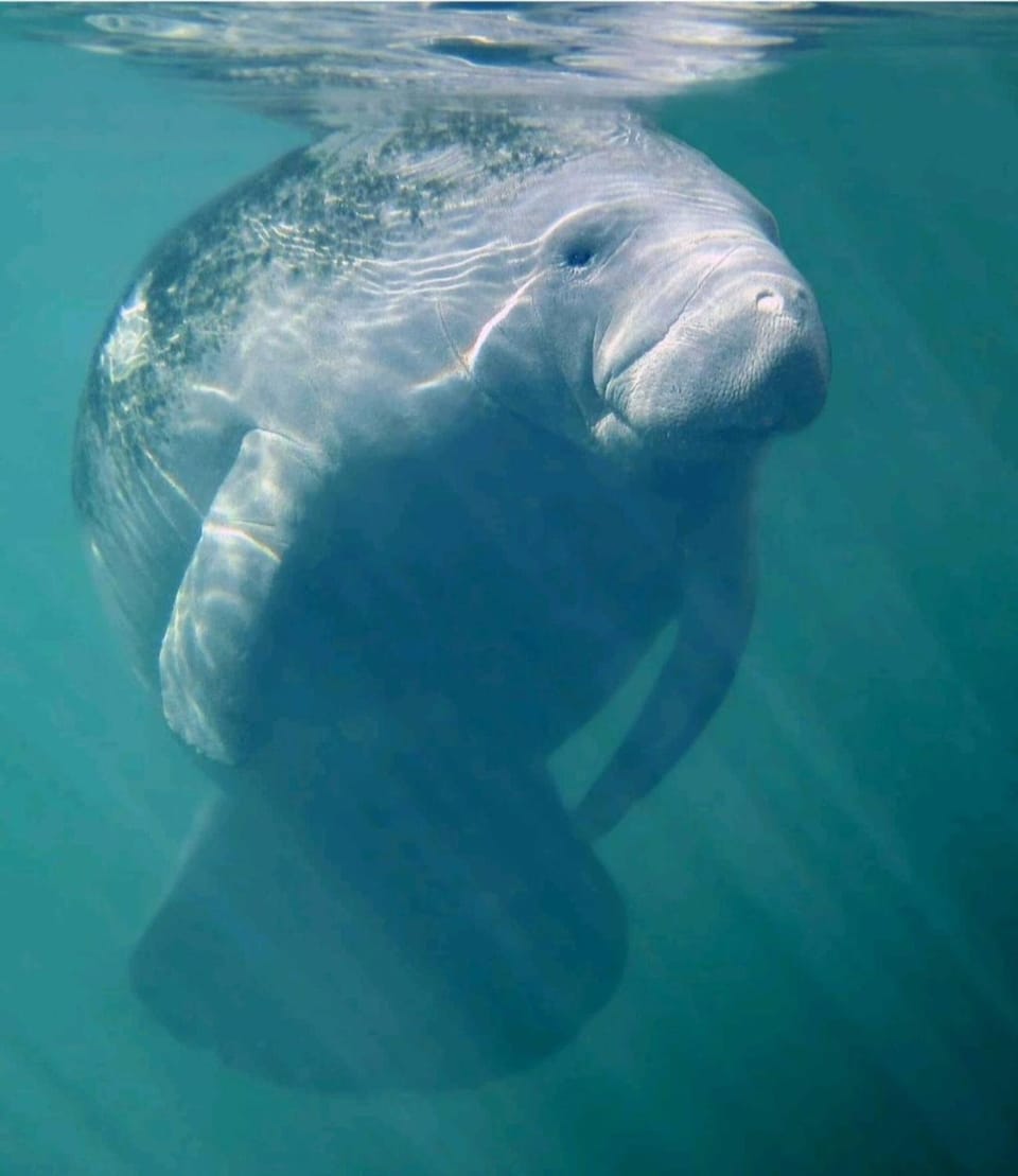 Nearby landmark, Spring, Off site, Animals