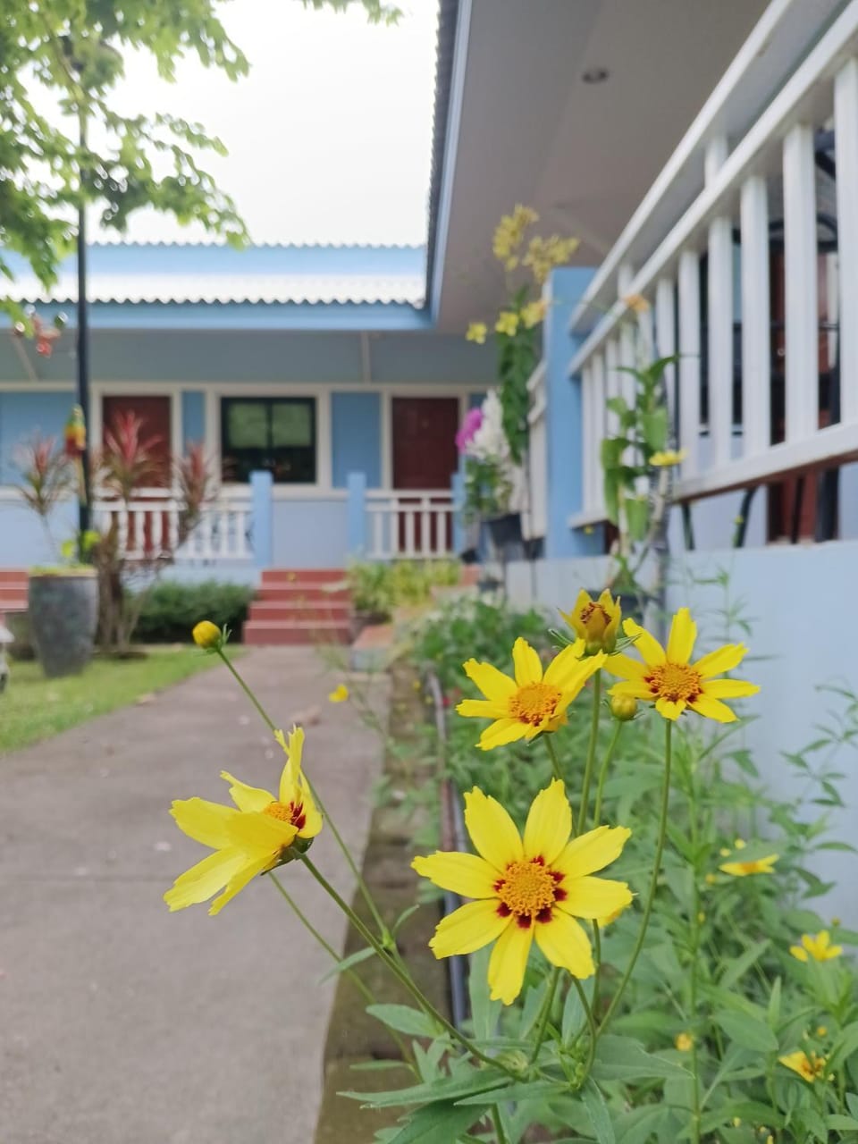 Garden view