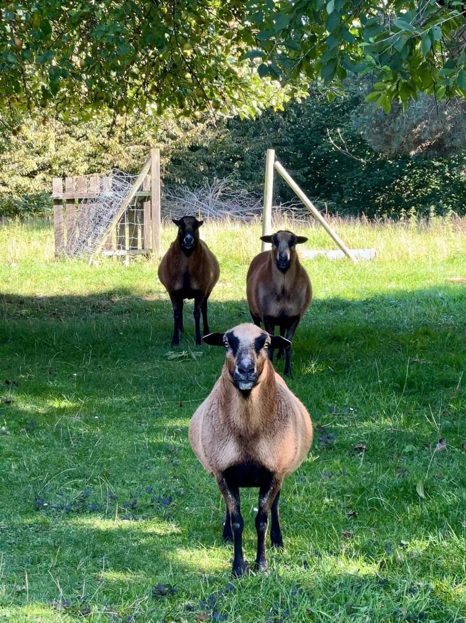 Animals, Garden view