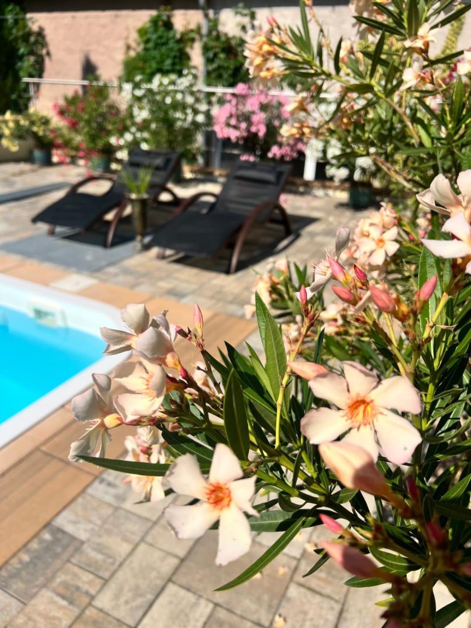 Garden view, sunbed